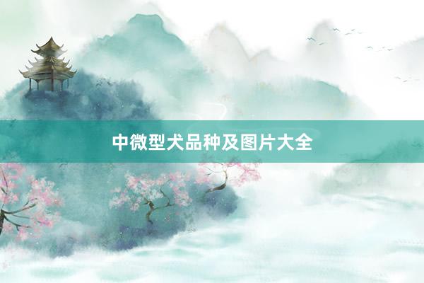 中微型犬品种及图片大全